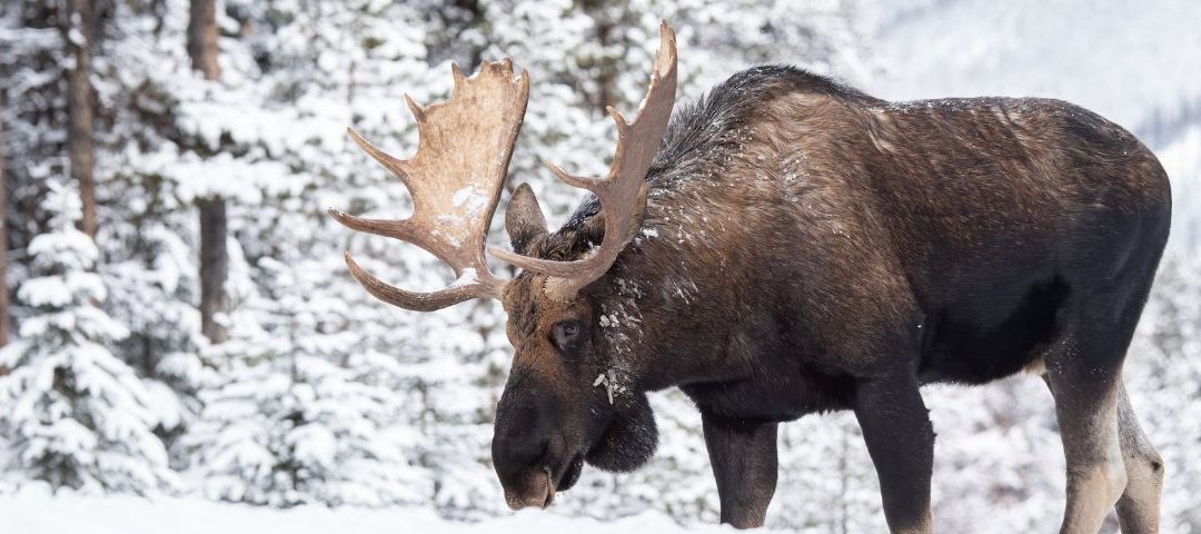 Embrace the Beauty of Winter in Canada: Top Activities to Enjoy