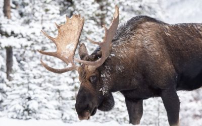 Embrace the Beauty of Winter in Canada: Top Activities to Enjoy